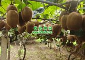 2026年10月周至beat365猕猴桃绿色好吃