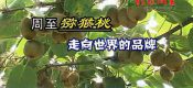 周至beat365猕猴桃和眉县beat365猕猴桃强强联手打造陕西beat365猕猴桃品牌