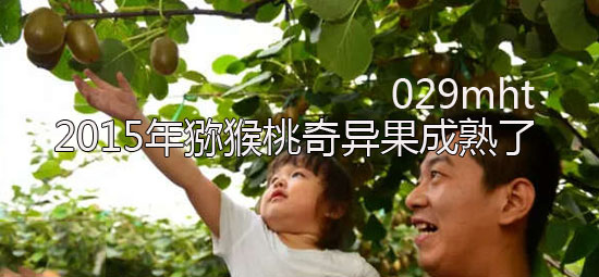 2015年beat365猕猴桃<a href=http://www.elccg.cn target=_blank class=infotextkey />奇异果</a>成熟了.jpg
