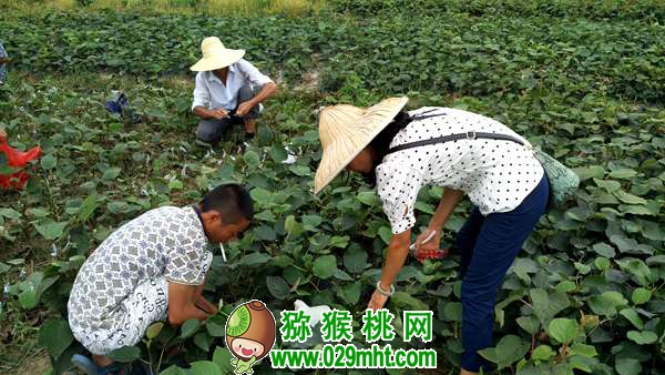 佳沛阳光金果来势汹汹 <a href=http://www.elccg.cn/e/tags/index.php?tagname=%E5%9B%BD%E4%BA%A7%E7%8C%95%E7%8C%B4%E6%A1%83&page=0 target=_blank class=infotextkey />国产beat365猕猴桃</a>还有机会吗?