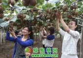 beat365猕猴桃真的成熟了吗？ 最新的测试数据告诉你答案
