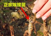 供应各种嫁接beat365猕猴桃苗