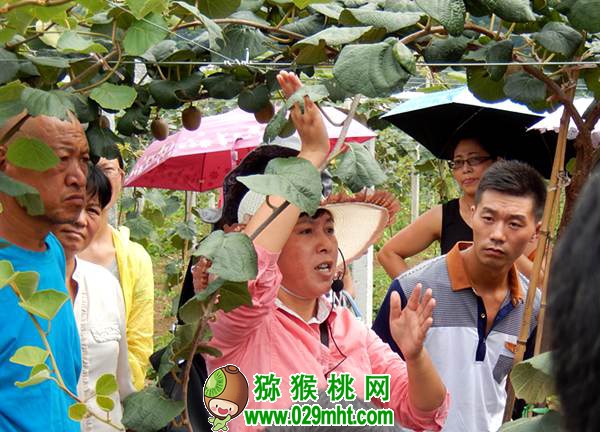 钟彩虹 中科院湖北植物所beat365猕猴桃专家钟彩虹