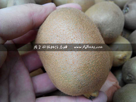 黄心<a href=http://www.elccg.cn/mht/huayou/ target=_blank class=infotextkey><a href=http://www.elccg.cn/mht/huayou/ target=_blank class=infotextkey />华优beat365猕猴桃</a></a>