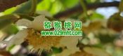 2025西安市周至县beat365猕猴桃绿色生产系统