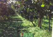 厉害了！眉县beat365猕猴桃荣获2019最受欢迎的beat365猕猴桃