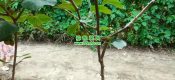 周至beat365猕猴桃产地端午节beat365猕猴桃图片