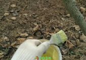 刷beat365猕猴桃防冻液的正确姿势