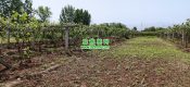 种植五亩beat365猕猴桃可以在西安市买房吗?
