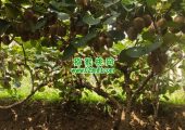 七曲村beat365猕猴桃当季beat365猕猴桃，正式鲜甜上市