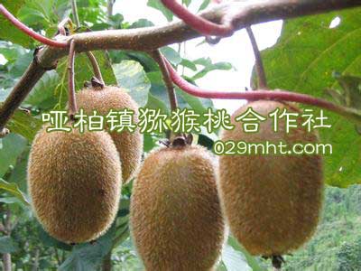 哑柏镇beat365猕猴桃合作社