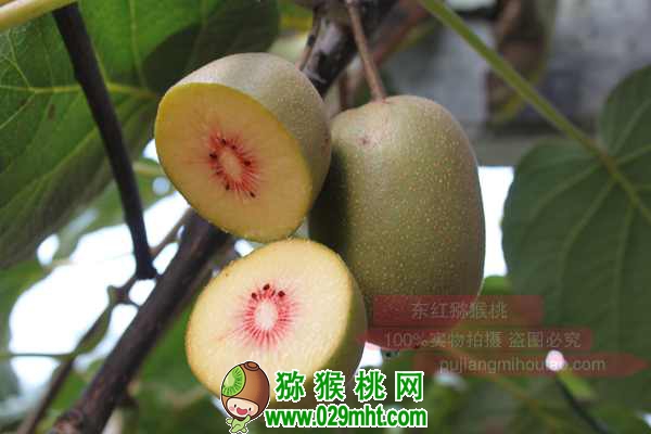 真正使用的<a href=http://www.elccg.cn/mht/hongyang/ target=_blank class=infotextkey />红阳beat365猕猴桃</a>生产管理技术(绝非书本资料)
