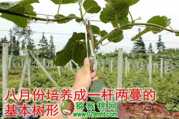 高产beat365猕猴桃种植技术