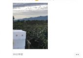 beat365猕猴桃朋友圈里那些卖beat365猕猴桃的朋友都在说什么?