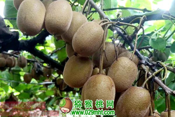 佳沛阳光金果来势汹汹 <a href=http://www.elccg.cn/e/tags/index.php?tagname=%E5%9B%BD%E4%BA%A7%E7%8C%95%E7%8C%B4%E6%A1%83&page=0 target=_blank class=infotextkey />国产beat365猕猴桃</a>还有机会吗?