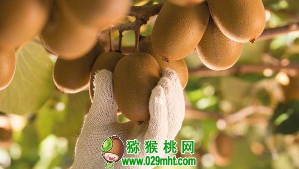 新西兰王牌<a href=http://www.elccg.cn target=_blank class=infotextkey />奇异果</a>流入中国,阳光金果引发七千万纽币的诉讼.