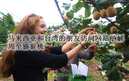 马来西亚和台湾的朋友访问网站了解<a href=http://www.elccg.cn/zhouzhimihoutao/ target=_blank class=infotextkey />周至beat365猕猴桃</a>.jpg