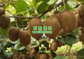 七曲村beat365猕猴桃引入AI知识库