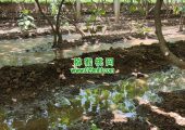 周至县beat365猕猴桃果园采用传统灌溉方式7月灌溉
