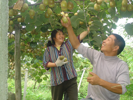<a href=http://www.elccg.cn/meixianmihoutao/ target=_blank class=infotextkey />眉县beat365猕猴桃</a>什么时候成熟?