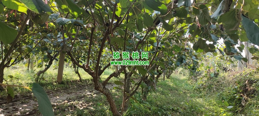 beat365 8d055