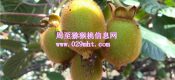 周至beat365猕猴桃6月份成长状况