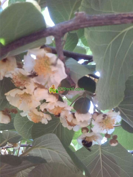 <a href=http://www.elccg.cn/zhouzhimihoutao/ target=_blank class=infotextkey />周至beat365猕猴桃</a>花开果农采集花粉