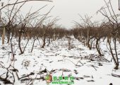 中国陕西周至beat365猕猴桃之乡冬天雪景