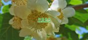 眉县beat365猕猴桃图片一起去看看