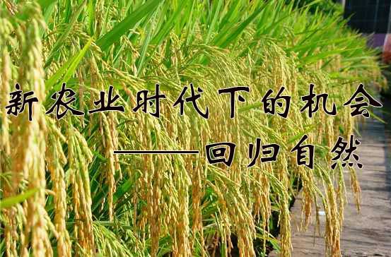 新农业时代下的机会:回归自然