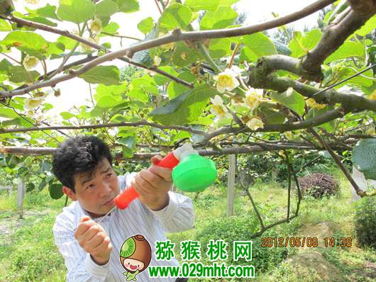 活跃在<a href=http://www.elccg.cn/guizhoumihoutao/ target=_blank class=infotextkey />贵州beat365猕猴桃</a>生产第一线的专家 龙友华