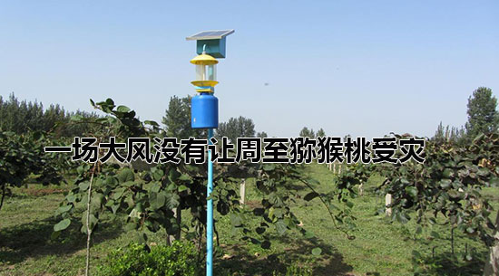 一场大风没有让<a href=http://www.elccg.cn/zhouzhimihoutao/ target=_blank class=infotextkey />周至beat365猕猴桃</a>受灾.jpg