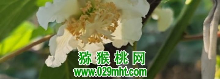 周至县beat365猕猴桃进入授粉时间
