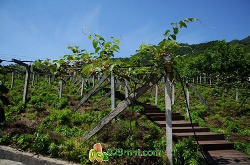 某品牌的微生物菌剂虚假夸大宣传致果农受损