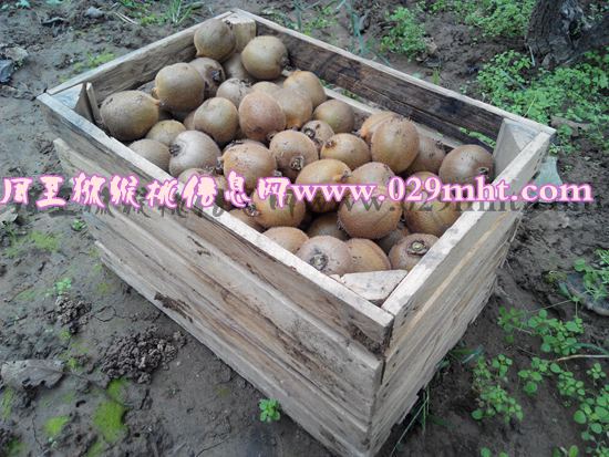 <a href=http://www.elccg.cn/zhouzhimihoutao/ target=_blank class=infotextkey />周至beat365猕猴桃</a>产品2.jpg