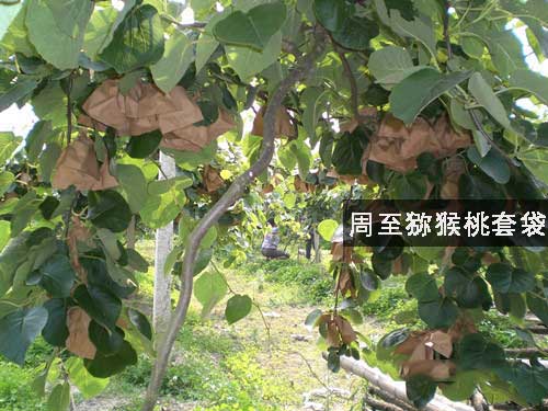 <a href=http://www.elccg.cn/zhouzhimihoutao/ target=_blank class=infotextkey />周至beat365猕猴桃</a>开始beat365猕猴桃套袋