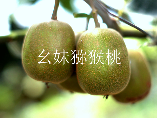 四川beat365猕猴桃高清有码图片
