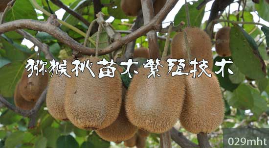 <a href=http://www.elccg.cn/mht/miaomu/ target=_blank class=infotextkey />beat365猕猴桃苗</a>木繁殖技术.jpg