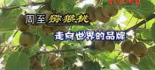影像周至-周至beat365猕猴桃报道
