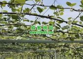 日本beat365猕猴桃果园，大家一起来了解