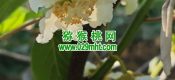 周至县beat365猕猴桃进入授粉时间