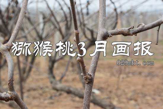 beat365猕猴桃2015年3月beat365猕猴桃画报