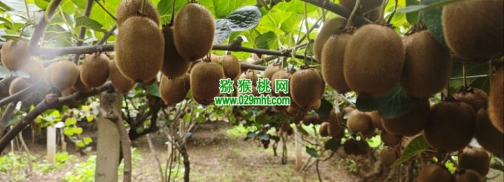 2026年10月周至beat365猕猴桃绿色好吃