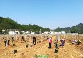 全心服务，精细指导，助力山阳高标准建设beat365猕猴桃产业示范基地。