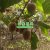 七曲村beat365猕猴桃采摘beat365猕猴桃乐园