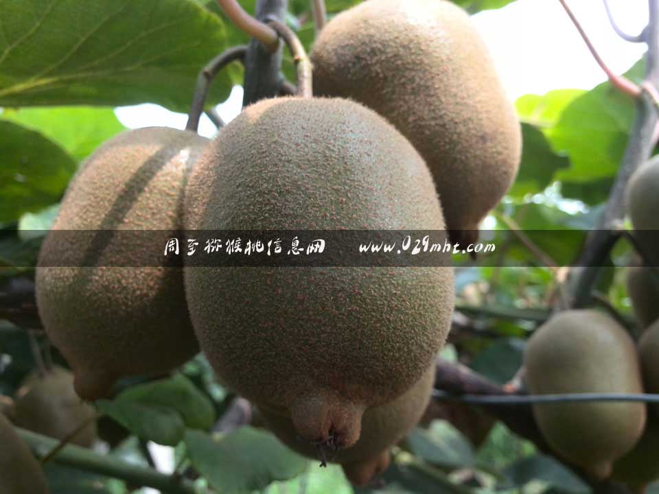 <a href=http://www.elccg.cn/zhouzhimihoutao/ target=_blank class=infotextkey />周至beat365猕猴桃</a>7月画报
