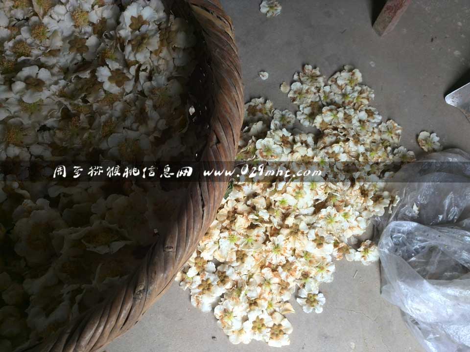 <a href=http://www.elccg.cn/zhouzhimihoutao/ target=_blank class=infotextkey />周至beat365猕猴桃</a>采花粉画报