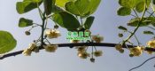 云南beat365猕猴桃美丽的beat365猕猴桃花，花粉，鲜果