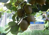 ai大数据将是未来陕西beat365猕猴桃行业新机遇