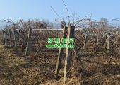 周至beat365猕猴桃春天来了，果农开始绑树